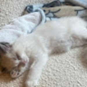 Meet your Posher, Luci